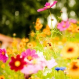 夏日鲜花高清ipad壁纸