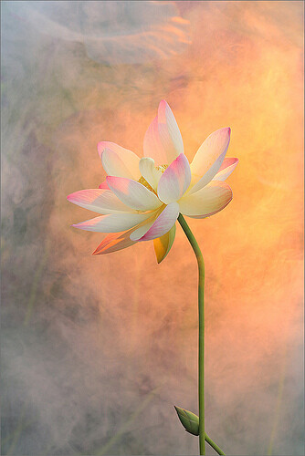 Lotus Flower Surreal Series - DD1A0969-800