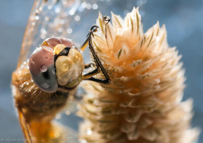 Photograph Libélula by Alejandro Ferrer Ruiz on 500px