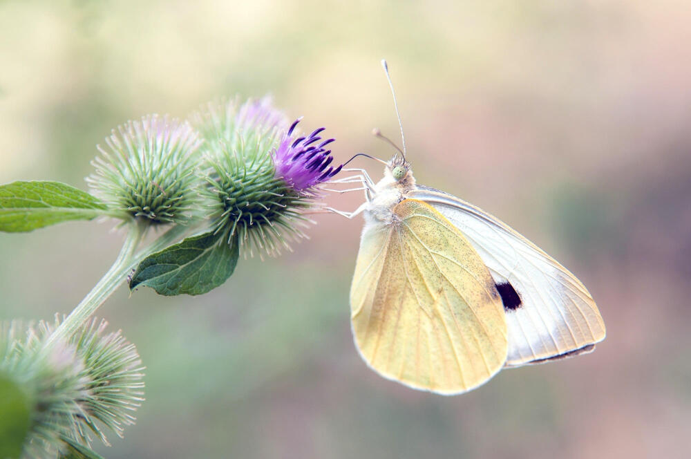 Photograph Butterflies in Freedom XVIII. by Juan Dorado on 500px