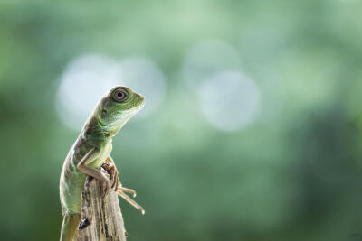 Photograph Little king. by Jordan Cadiot on 500px