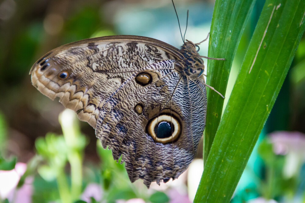 猫头鹰蝶 Photograph Giant Owl Butterfly by Teresa M on 500px