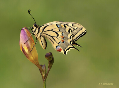 燕尾蝶 Photograph Swallowtail by Fabio Giarrizzo on 500px