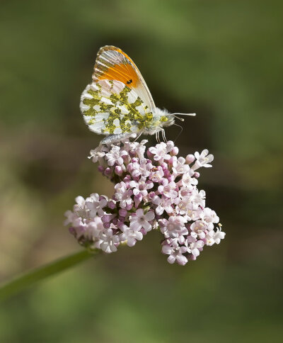 Photograph Orange Tip by Mehmet Gören on 500px