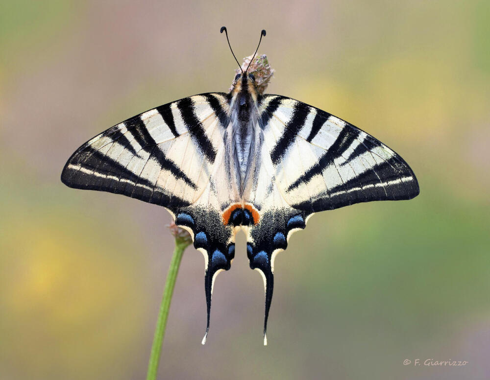 燕尾蝶 Photograph Scarce swallowtail by Fabio Giarrizzo on 500px