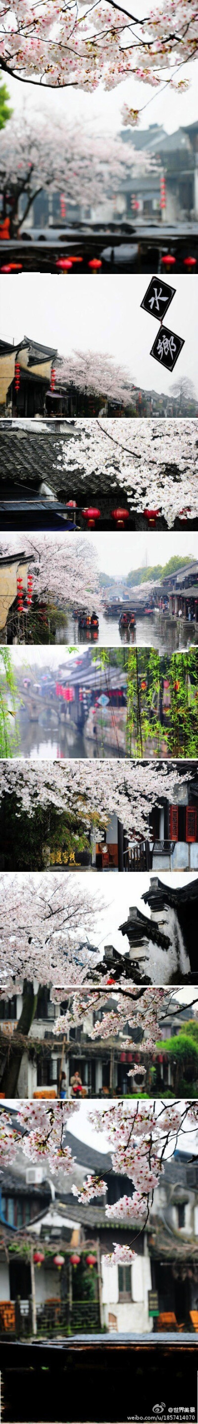 【嘉兴】烟雨西塘，追寻这一季的樱花雨…….