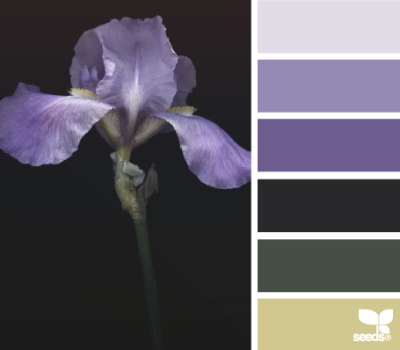 iris hues