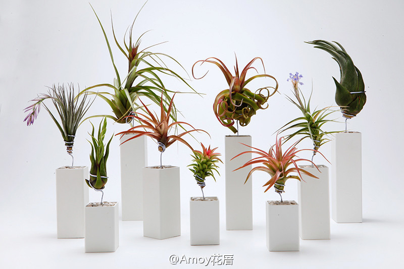 一组非常干净清澈的空气凤梨Tillandsia设计作品，来自Airplantman Designs。【空气凤梨 】无须种植在土壤里，也不必种植在水中，是一种只要喷水就可以成长的特殊植物，可由叶面的绒毛吸收空气中的水气和氮化合物，不需特别照顾也能够活的很好。关注其他关于空凤的帖子可以点击下方标签页[空气凤梨]。