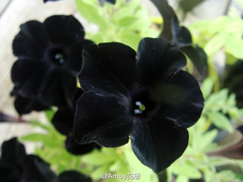 Black petunias 黑色牵牛花。好像黑色天鹅绒布做的，很奇妙。来自frolicingintheforest