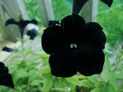 Black petunias 黑色牵牛花。好像黑色天鹅绒布做的，很奇妙。来自frolicingintheforest