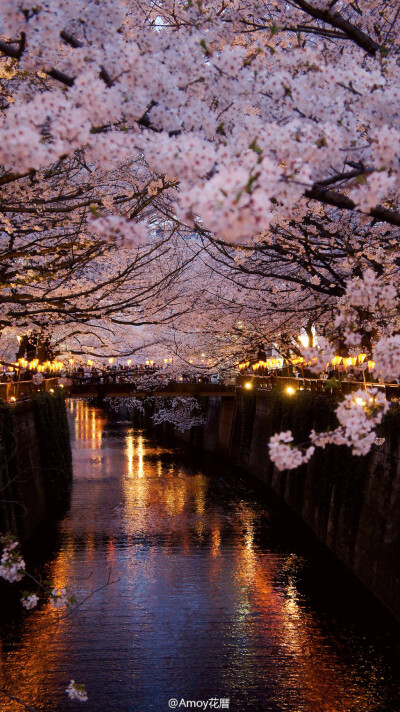 来自日本东京目黒川，著名的樱花祭。 source:garance510