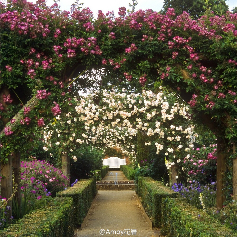 Mottisfont Abbey Rose Gardens (National Trust) Mottisfont修道院玫瑰花园 （Hampshire, England）是英国最优秀的玫瑰花园之一，在园中种植着英国国家收藏的玫瑰品种，可追溯到数百年前。每年的夏季是最适合游览花园的时间，游客在这里除了可欣赏玫瑰亦可品鉴玫瑰香水，值得一去。by ukgardenphotos