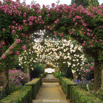 Mottisfont Abbey Rose Gardens (National Trust) Mottisfont修道院玫瑰花园 （Hampshire, England）是英国最优秀的玫瑰花园之一，在园中种植着英国国家收藏的玫瑰品种，可追溯到数百年前。每年的夏季是最适合游览花…