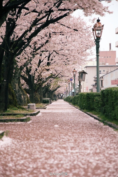 铺满樱花的小路，喜欢的绿植街景之一。by zekkei