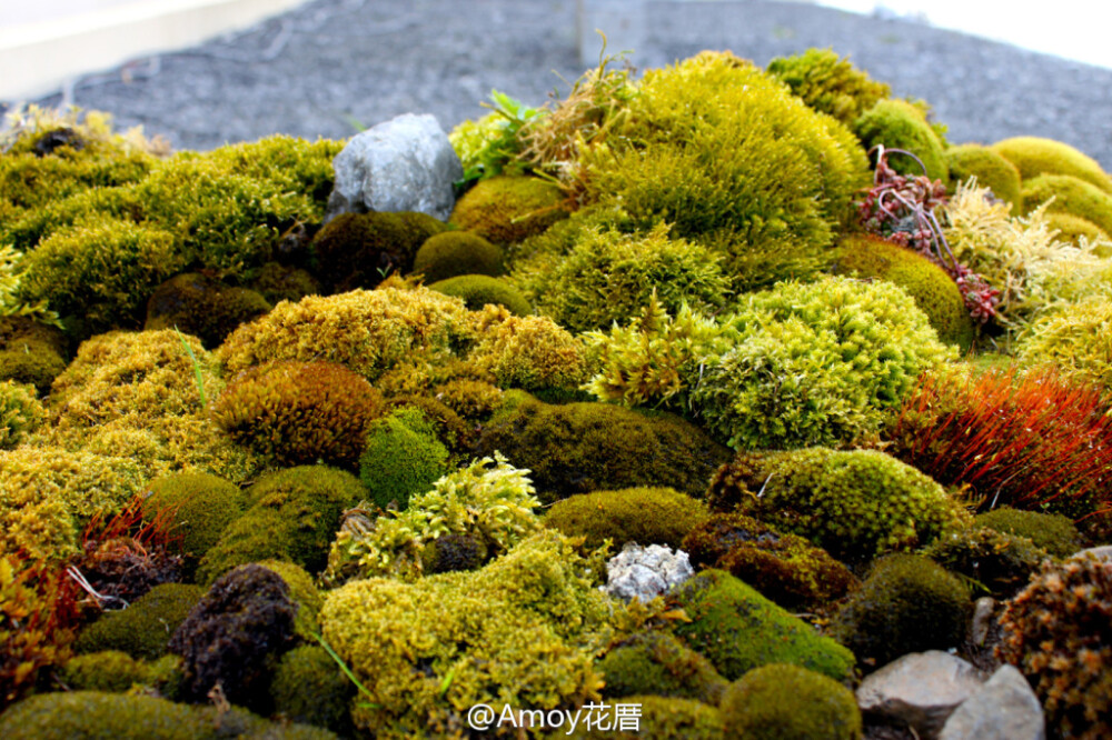 Karleigh Thompson （Waterford Michigan）艺术家制作了这个【moss scape】 苔藓空间装置艺术 ，采用了各种造型品种的植物组合，旨在探讨生命周期中流动的能量形式以及绿植对于心理治疗方面的作用。