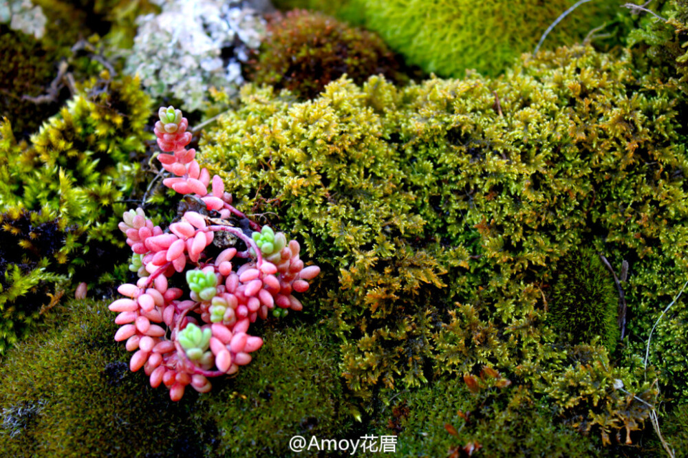 Karleigh Thompson （Waterford Michigan）艺术家制作了这个【moss scape】 苔藓空间装置艺术 ，采用了各种造型品种的植物组合，旨在探讨生命周期中流动的能量形式以及绿植对于心理治疗方面的作用。