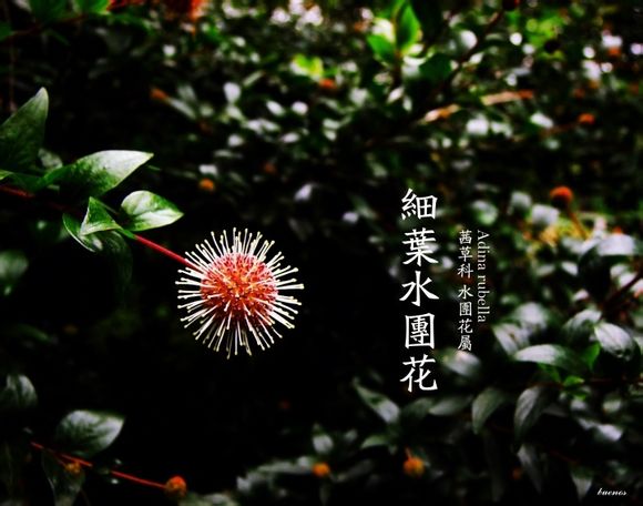 植物私生活。细叶水团花