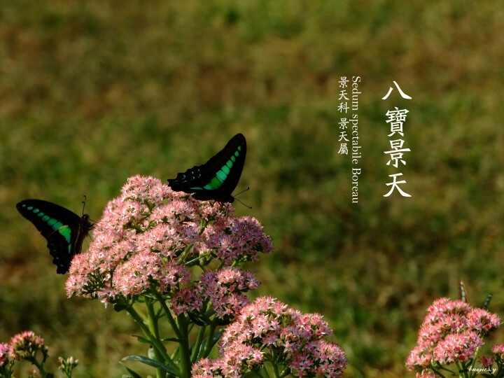 植物私生活。八宝景天