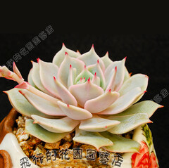 德国进口 多肉植物种子 景天 丽娜莲 Echeveria lilacina 满包邮