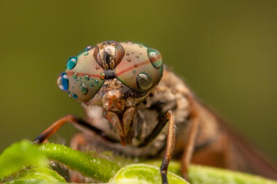 Photograph Tábano by Alejandro Ferrer Ruiz on 500px