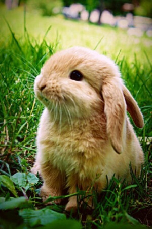 小兔子好好萌！