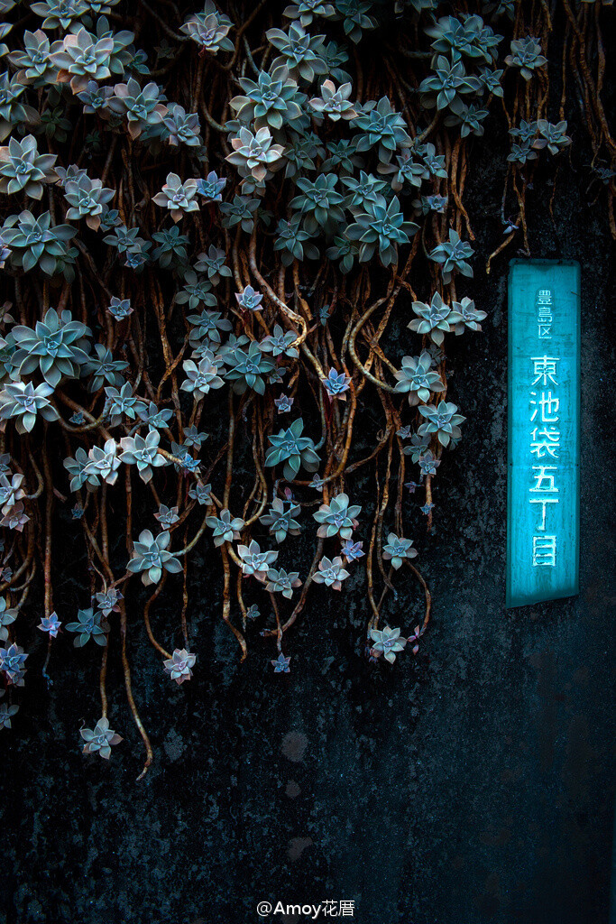 东京路边的胧月，生命力顽强的植物。来自guen_k(日本）