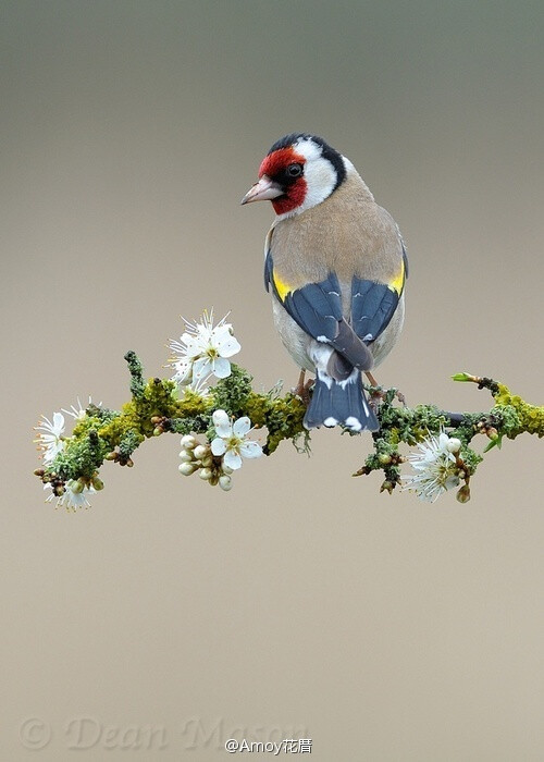 早安，早起的鸟儿！Goldfinch on Sloe Blossom, by Dean Mason