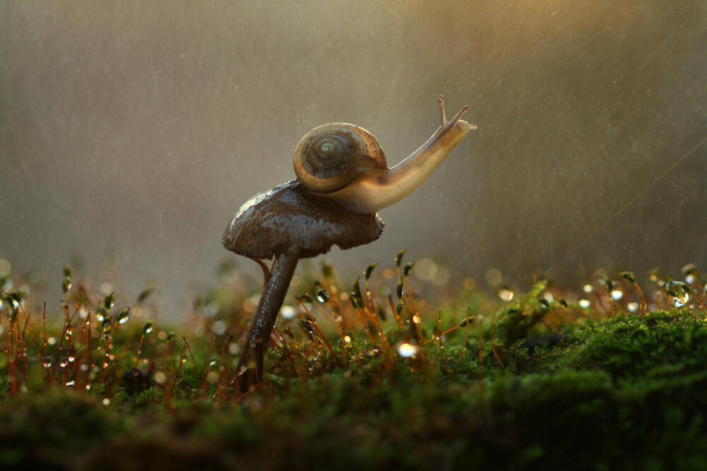 Photograph rainy snail by Vadim Trunov on 500px