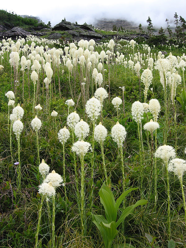 熊草（百合科旱叶百合属）