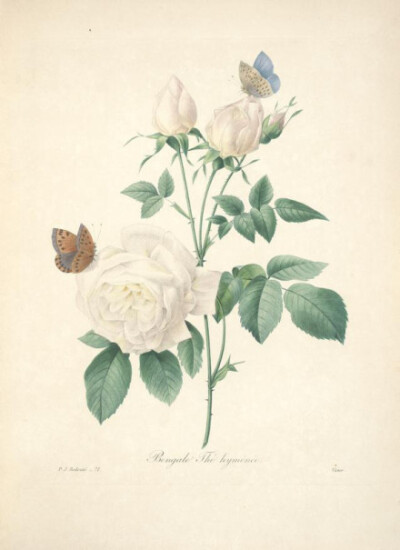 法国画家 Pierre Joseph Redoute 的花卉。