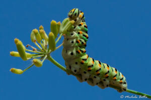 Photograph Caterpillar of Papilio Machaon by Michela Botta on 500px