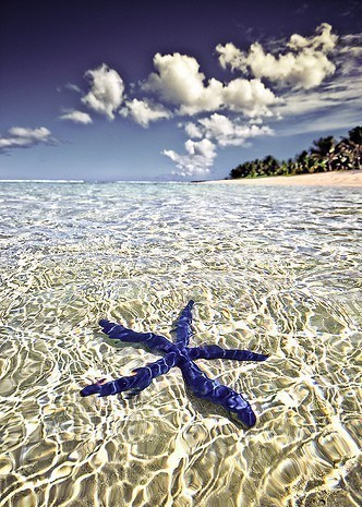 法属波利尼西亚塔希提岛——清澈见底的海水，蓝海星，好干净的美。