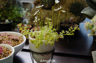 Carnivorous Plants 食虫植物 来自日本东京都武蔵野市，叫做船木園的园艺店的展示区。之前没太关注食虫植物，仔细一看真是大萌物，一颗颗好像手工艺花朵一样，有种观赏羊毛毡作品的感觉。