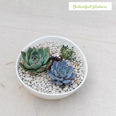 http://succulents.taobao.com/多肉杂货铺