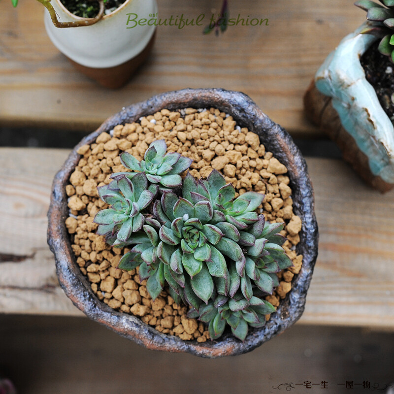 http://succulents.taobao.com/多肉杂货铺