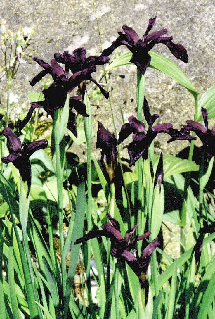 iris chrysographes black form