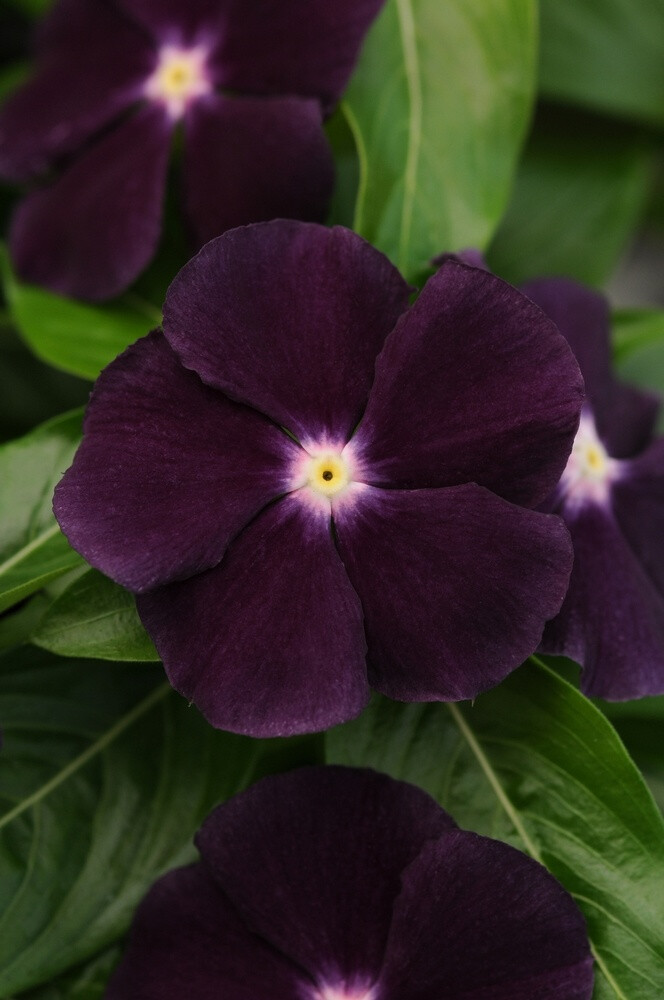 Black Flowers