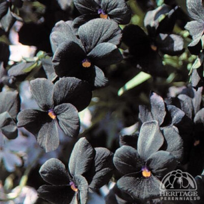 Viola ‘Black Magic’