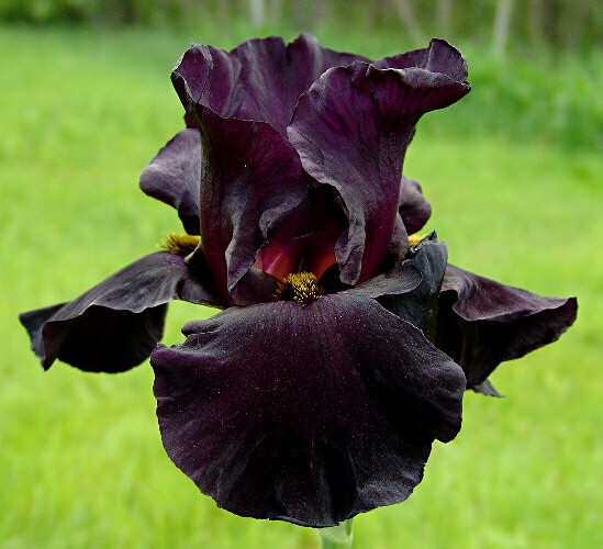 Black Flowers