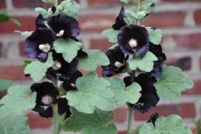 Nigra hollyhock