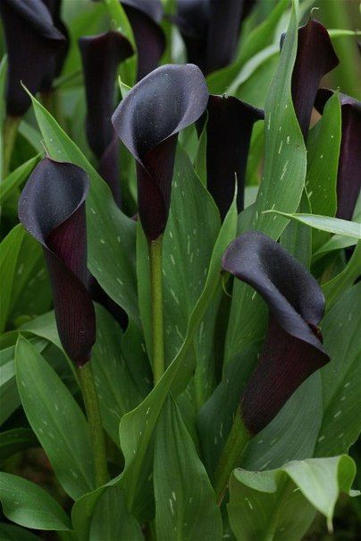 black flowers calla | Tumblr