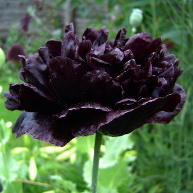 Beautiful Peony Poppy Black Flower