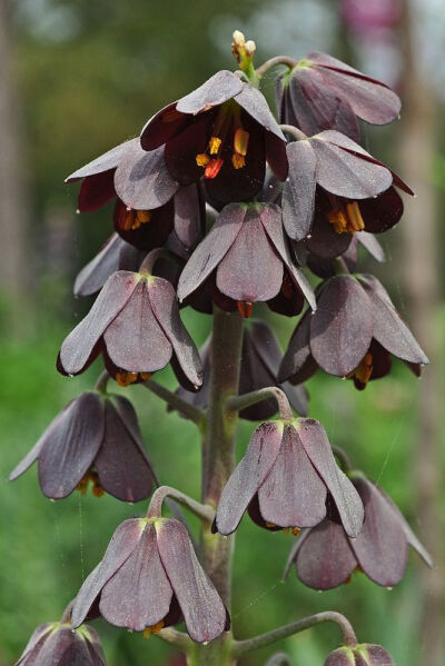 Fritillaria persica - oh, how I love the almost-black flowers