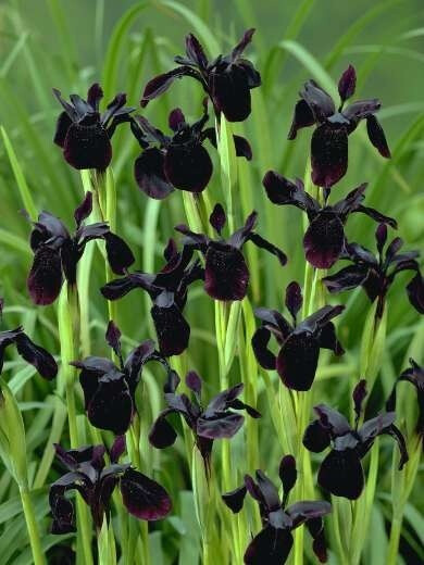 black flowers