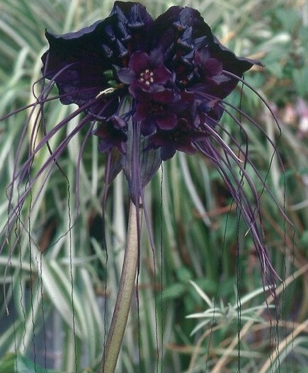 black flowers