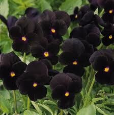 black flower | Tumblr