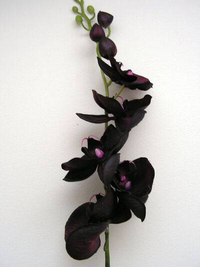  Black Orchids