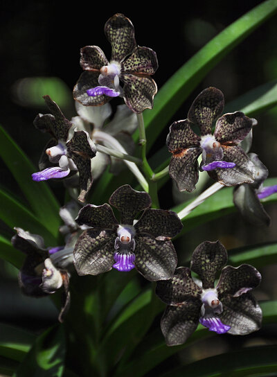  Black Orchids