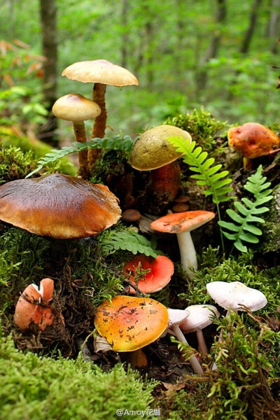 早安~蘑菇们在开晨会。source：plant-faery