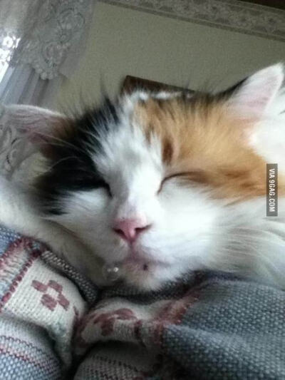 Sleepy kitten